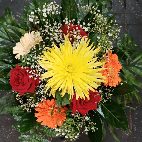 Gerbera