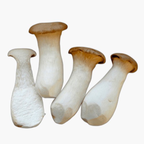 Bio Kräuterseitlinge 125g