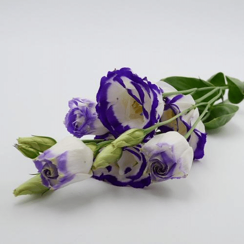 Eustoma Weiss
