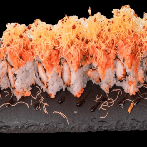 Crispy Ebi Rolls