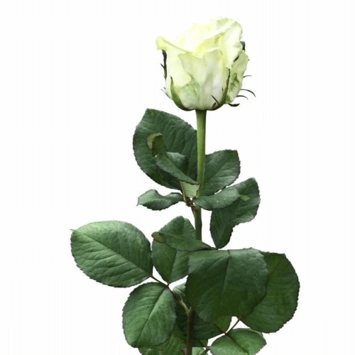 Weiße Rose
