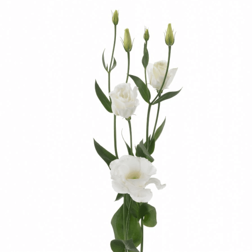 Lisianthus Weiß