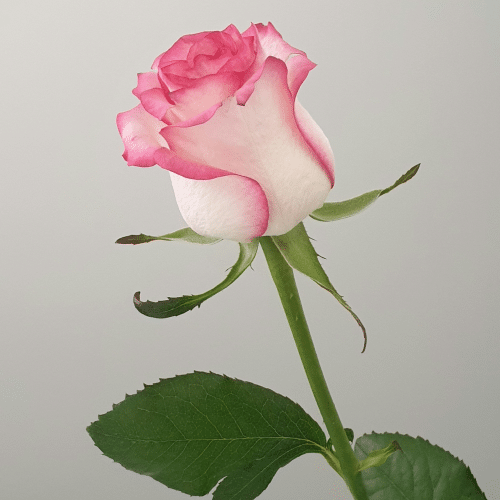 Rosa Rose