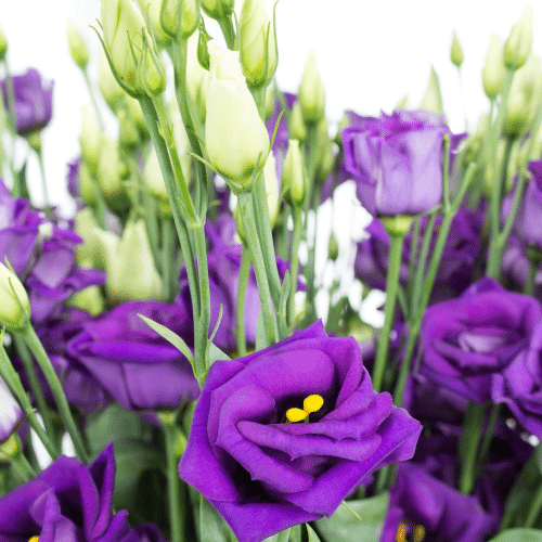Lisianthus violett