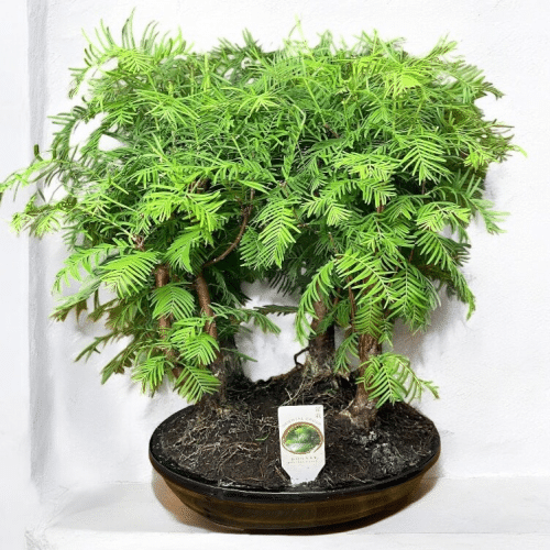 Bonsai Baum (metasequoia)