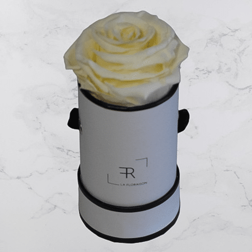 Rosenbox S Champagner