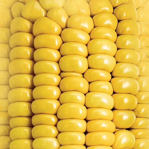 Maiskolben ( Sehr Lecker)