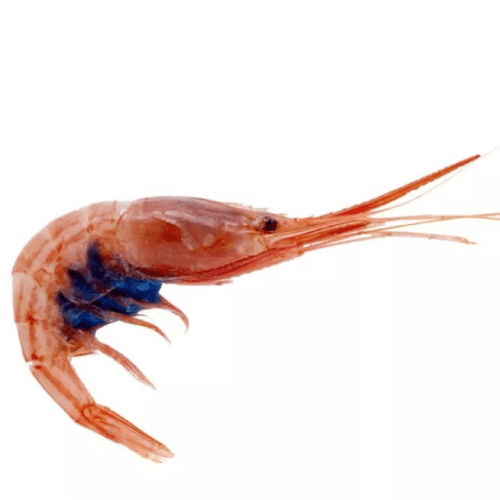 Garnelen Blue Belly roh Tk 1kg