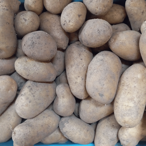 Fränkische Kartoffeln Annebell  festkochend 500g